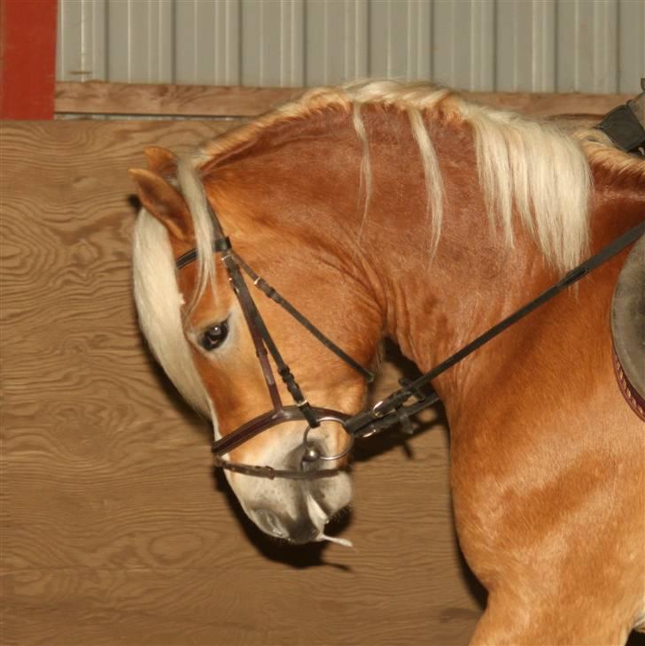 Haflinger Aragon *SOLGT* - (CNN-foto) billede 13