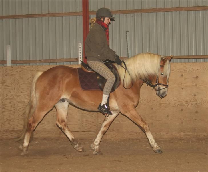 Haflinger Aragon *SOLGT* - (CNN-foto) billede 14