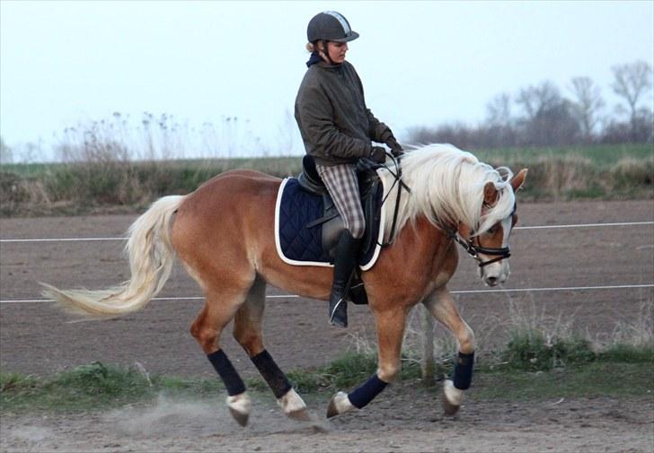 Haflinger Aragon *SOLGT* - April 2010 (CNN-foto) billede 16