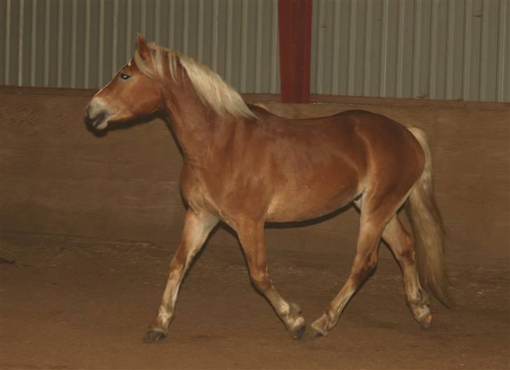 Haflinger Aragon *SOLGT* - (CNN-foto) billede 17