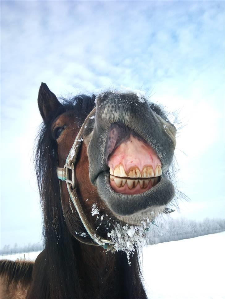 Nordsvensk Skovhest Belesto billede 2