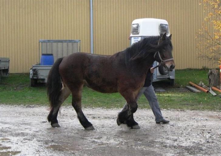 Nordsvensk Skovhest Belesto billede 4