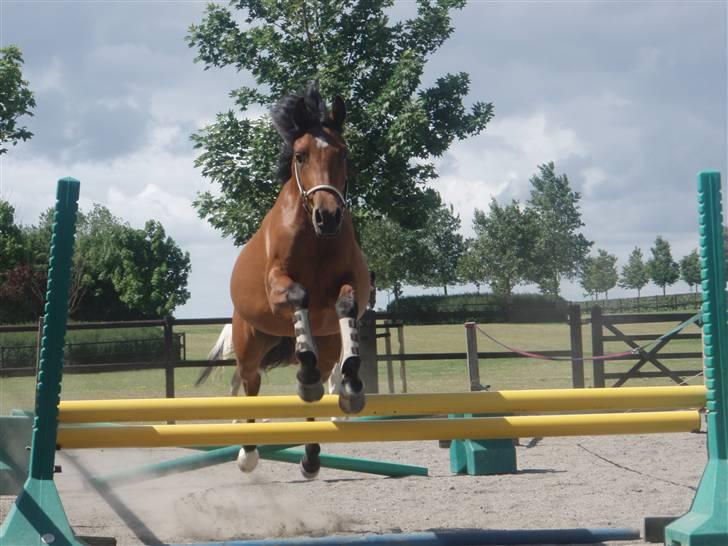 Arabisk fuldblod (OX) Ragina billede 20