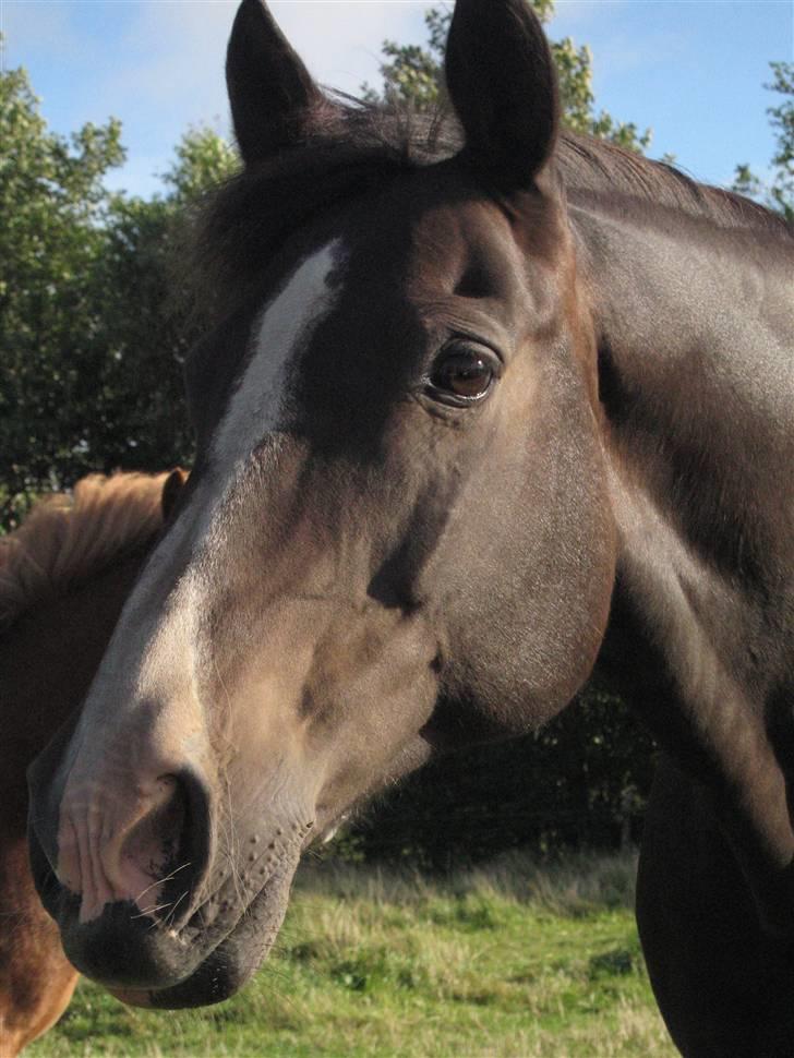 Anden særlig race Kastor<3 R.I.P † - Min smukke Kastor... fuck det er hårdt og se disse billeder når man savner ham SÅ meget.! billede 11