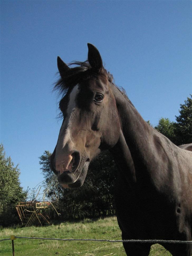 Anden særlig race Kastor<3 R.I.P † - Kastor, I miss you. I love you. And i will allways do.! billede 12