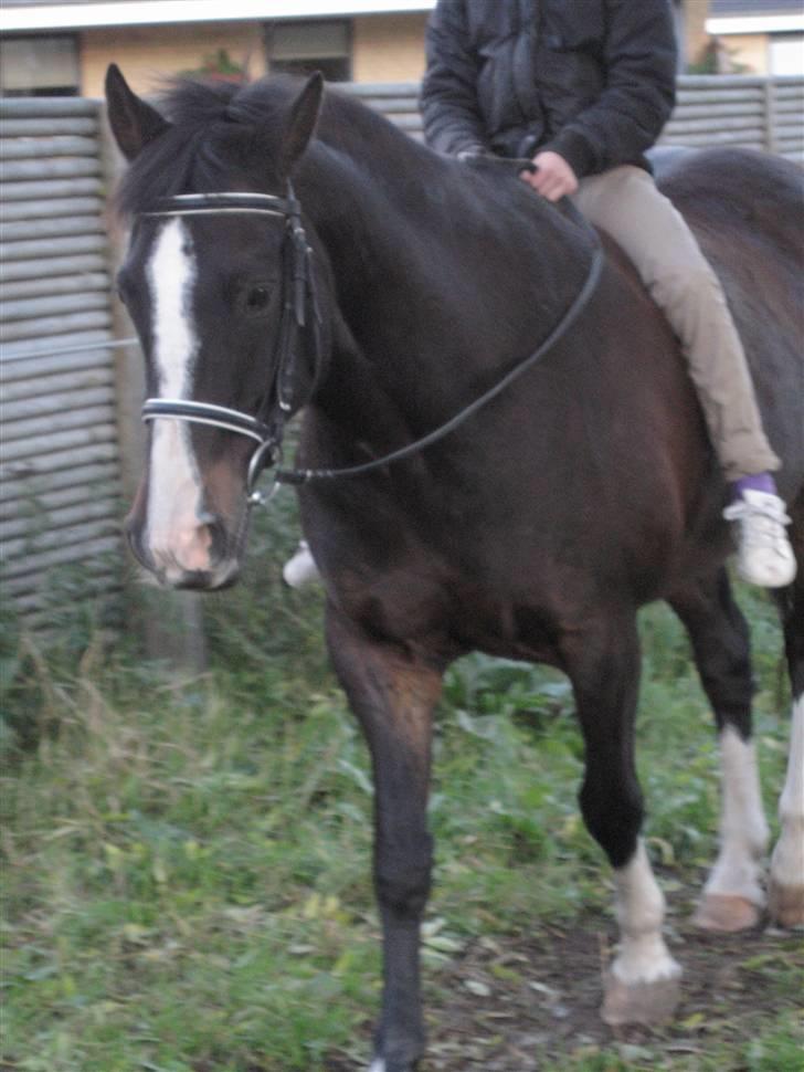 Anden særlig race Kastor<3 R.I.P † - Min KasseLasse og min ridelæres kusine(line) billede 13