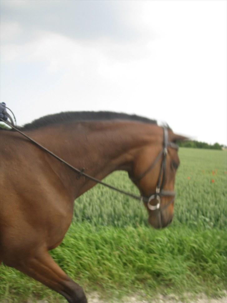 Fuldblod (XX) Lyna   - hvil i fred. † billede 12