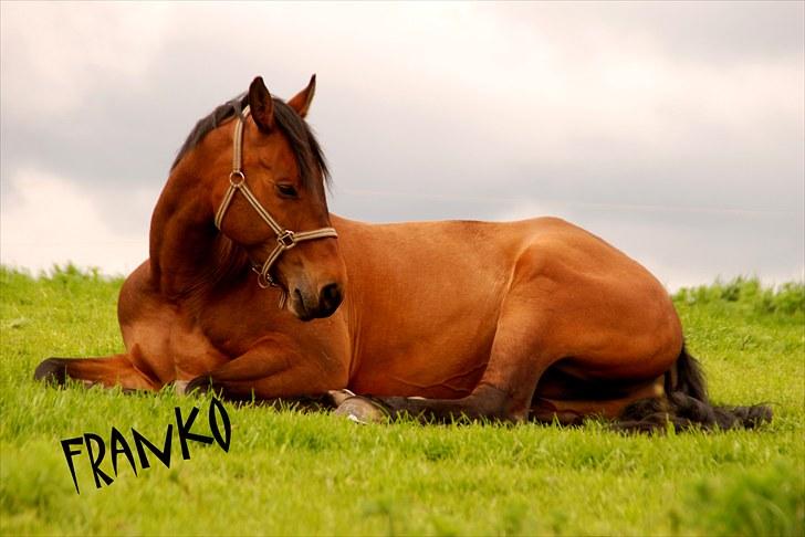 Dansk Varmblod Facit - 24. maj 2010  billede 15