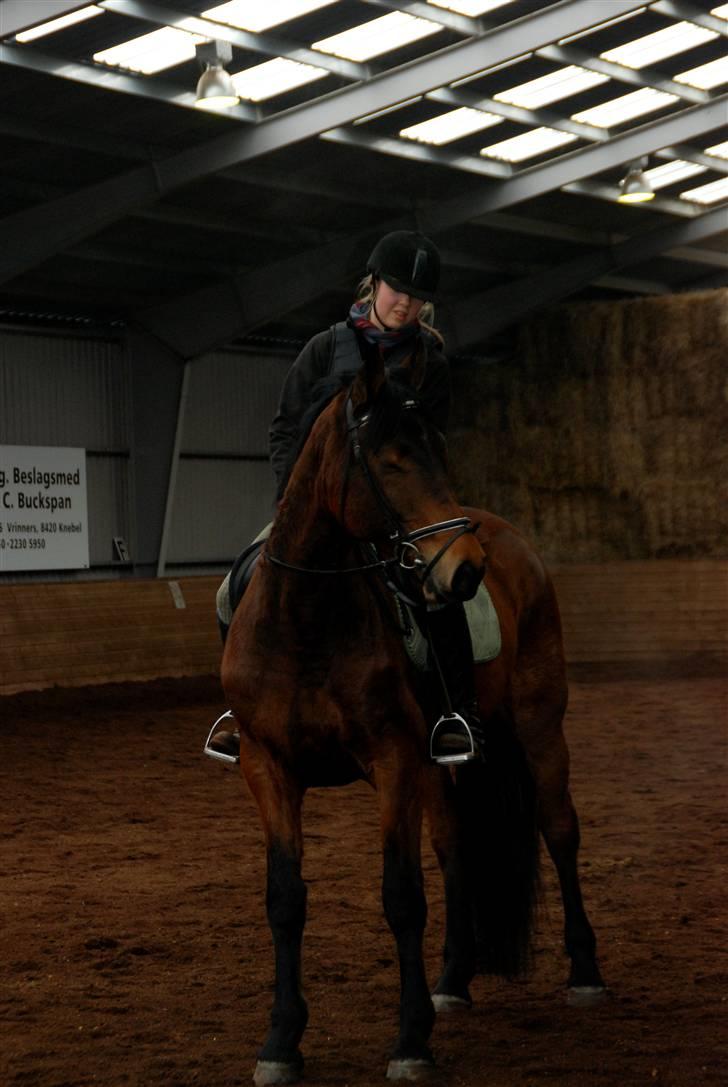 Dansk Varmblod Facit - 6. februar 2010 Foto: Karin - tak billede 17