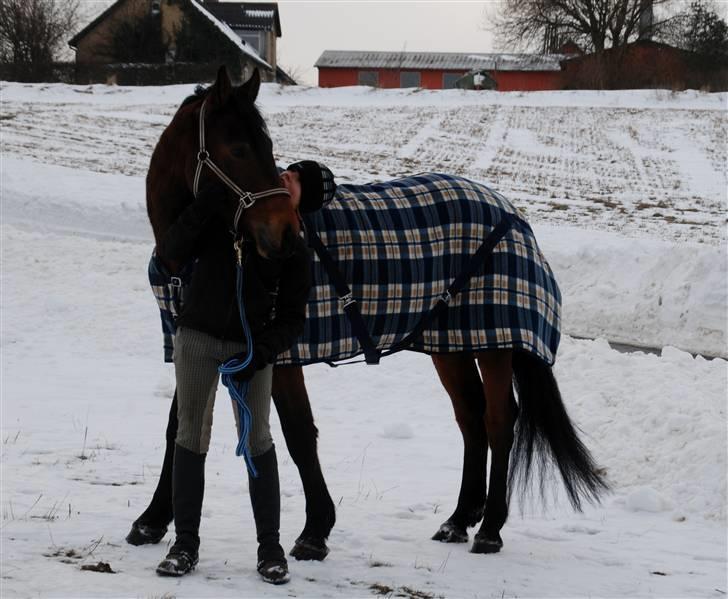 Dansk Varmblod Facit - I sneen d. 6. februar. Foto: Trine - tak billede 16