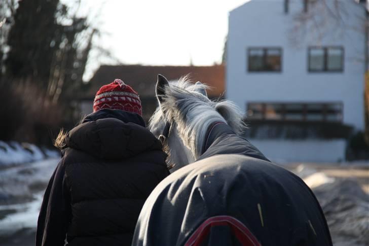 Belgisk Sportspony Decision (Solgt) - Når enden er god, er alting godt. Denne pony er intet mindre end unik, og jeg elsker ham !? Foto: Kusine billede 20