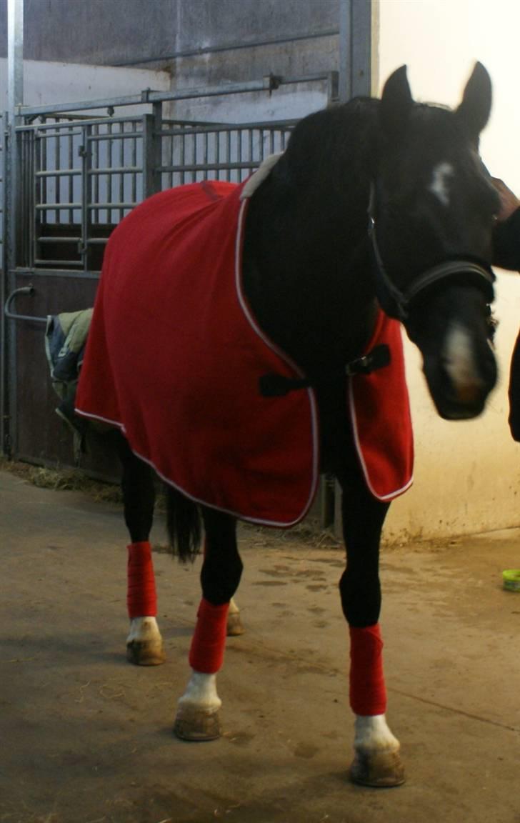 Oldenborg   Miranda Himmelhest  :'( <3 - efter en dejlig ridetime.. nu går turen hjem i trailer billede 5