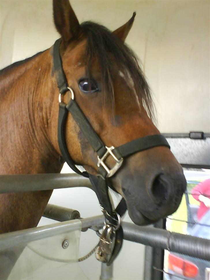 Welsh Pony (sec B) Bjerregaards Evelyn - En ægte bøllemis ;D billede 1