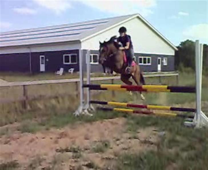 Welsh Pony (sec B) Bjerregaards Evelyn - En ægte bøllemis ;D billede 8