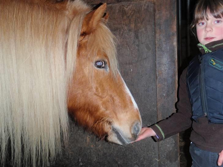 Anden særlig race Taura billede 2