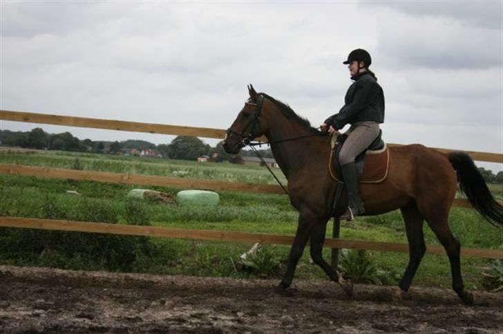 Anden særlig race Arthur billede 2