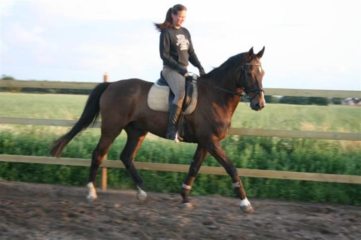 Anden særlig race Arthur billede 5