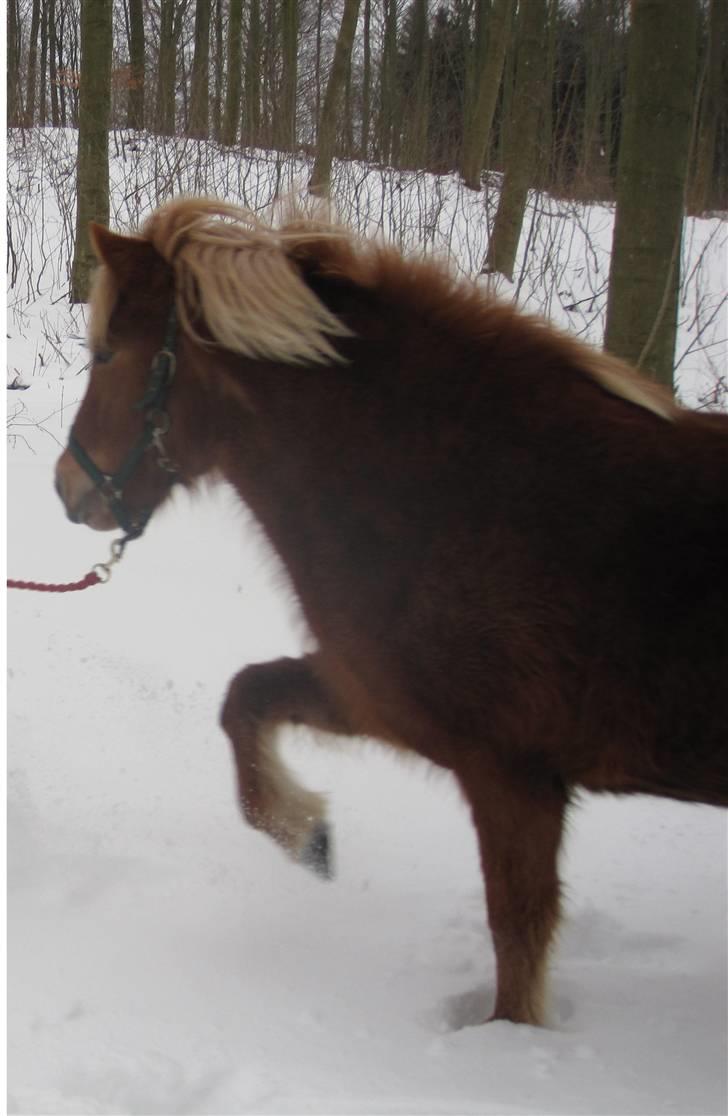 Islænder Fjóla fra freersvang  - Mig og Fiola løber i skoven:) billede 2
