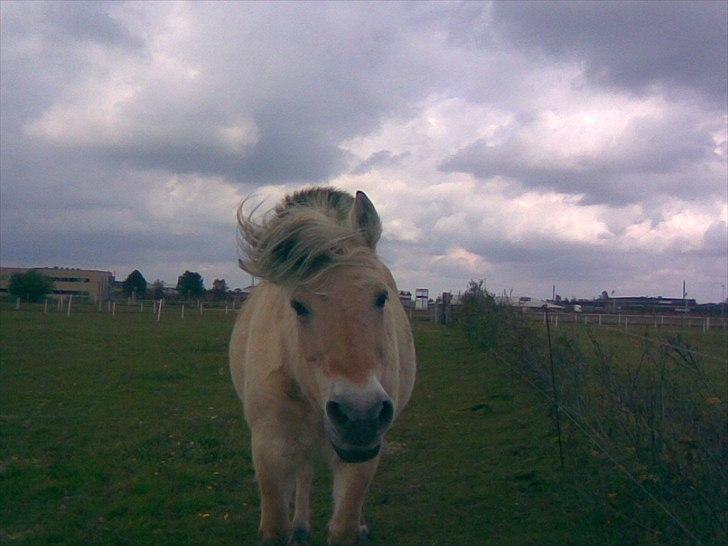 Fjordhest Donna Rest in peace† :''( - Sommeren 2009 billede 6