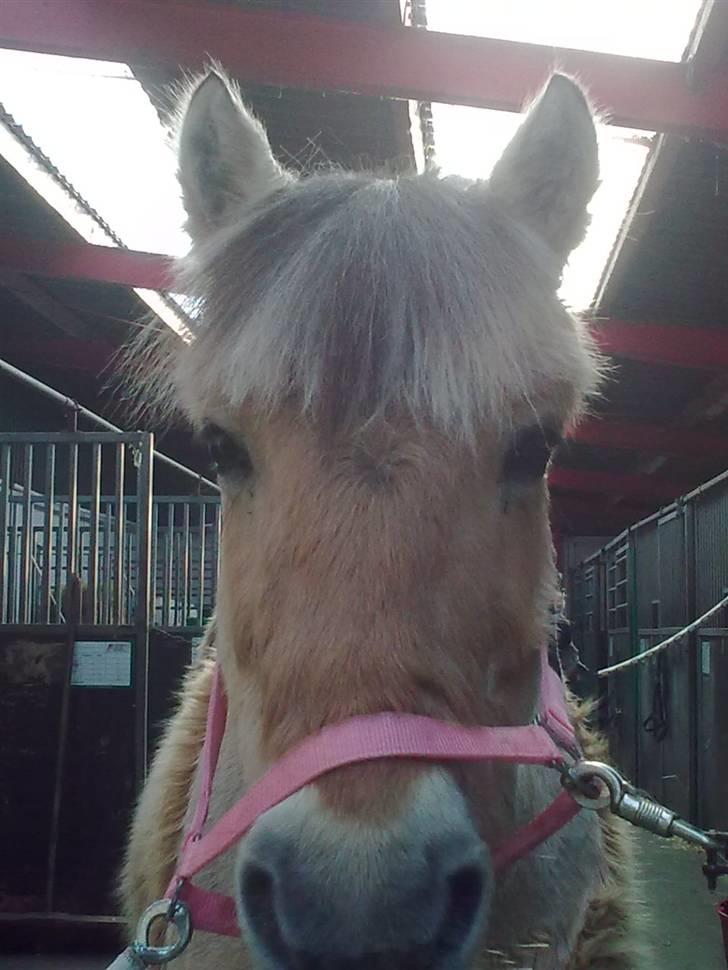 Fjordhest Donna Rest in peace† :''( - Skønheden billede 7