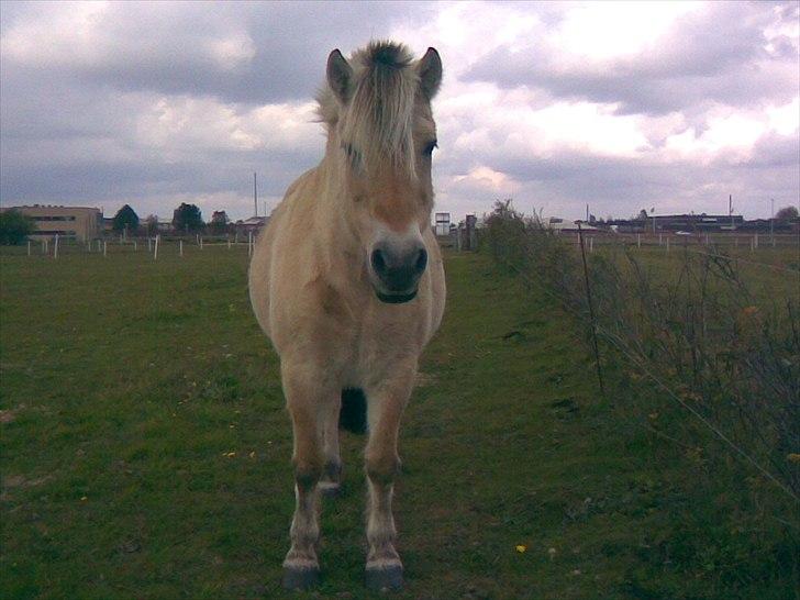 Fjordhest Donna Rest in peace† :''( - Sommeren 2009 billede 8