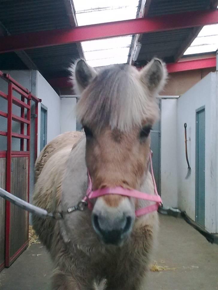 Fjordhest Donna Rest in peace† :''( billede 9