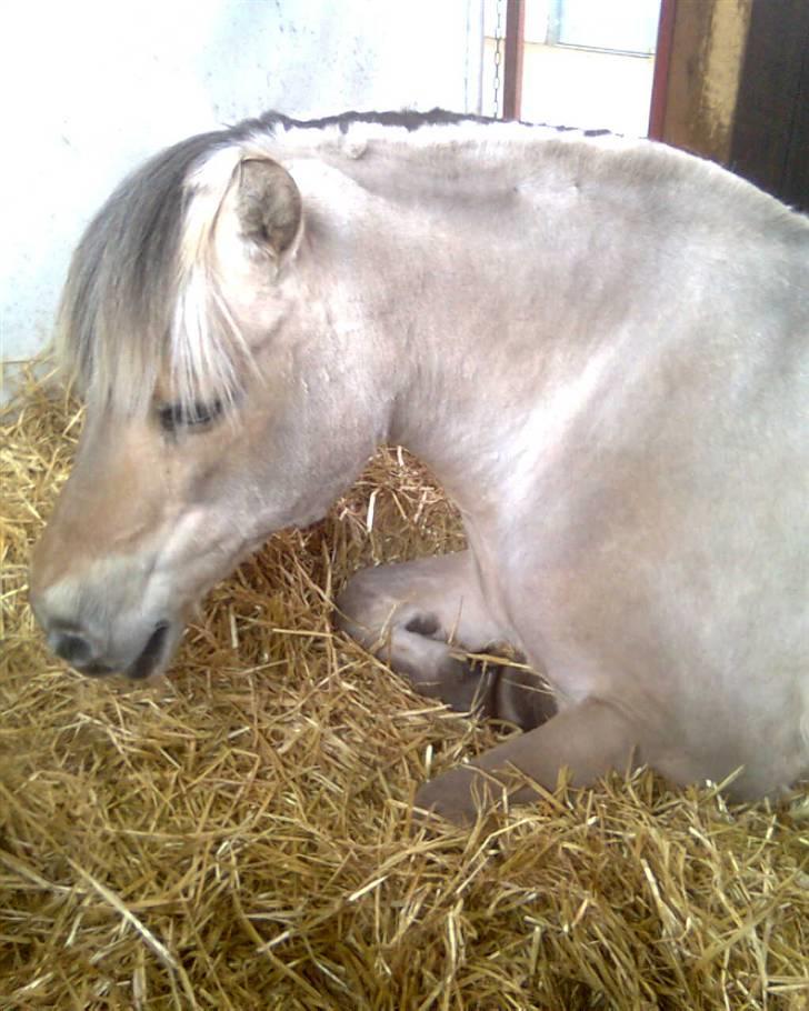 Fjordhest Donna Rest in peace† :''( - Der hvor prinsessen var syg :´( billede 10