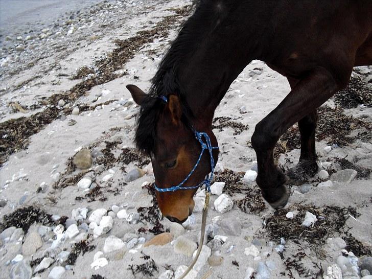 Anden særlig race Ferdinan billede 5