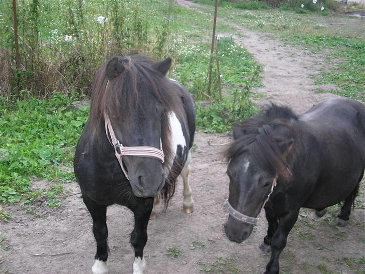 Shetlænder Stjernens Fanny (solgt) billede 9