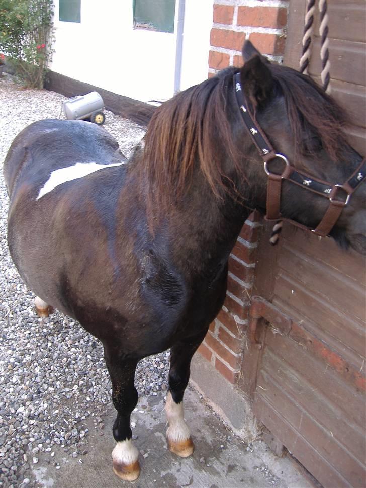 Shetlænder Stjernens Fanny (solgt) - Har lige været i bad billede 10