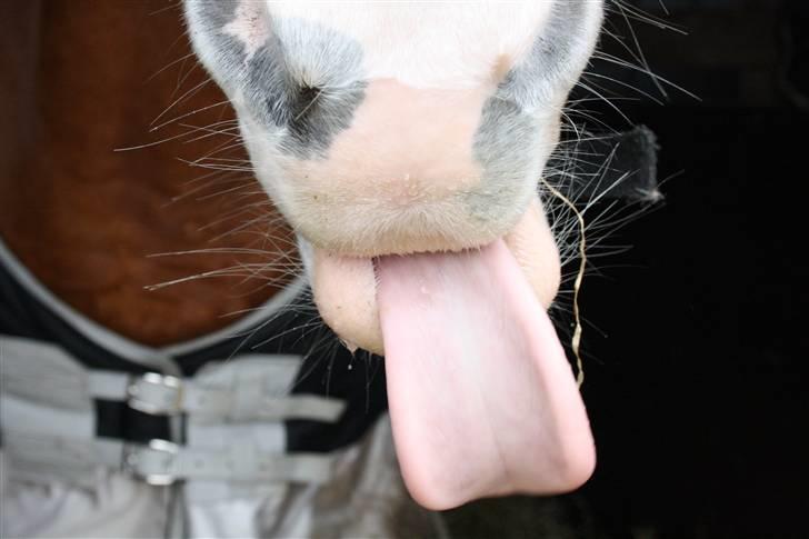 Hollandsk Sportspony Chantelle † miss you † - 3)  Mmmm lækker lækker tunge x´D  | Foto: ECS ( mig ) | billede 3