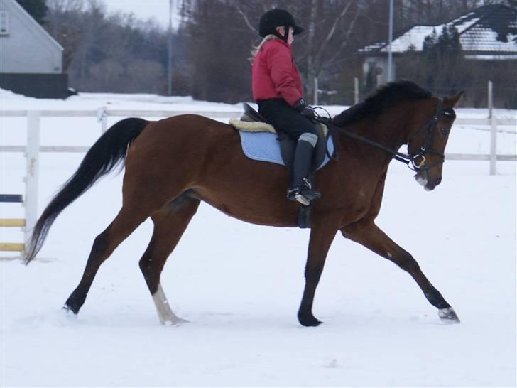 DSP Hedemands Tanita billede 5