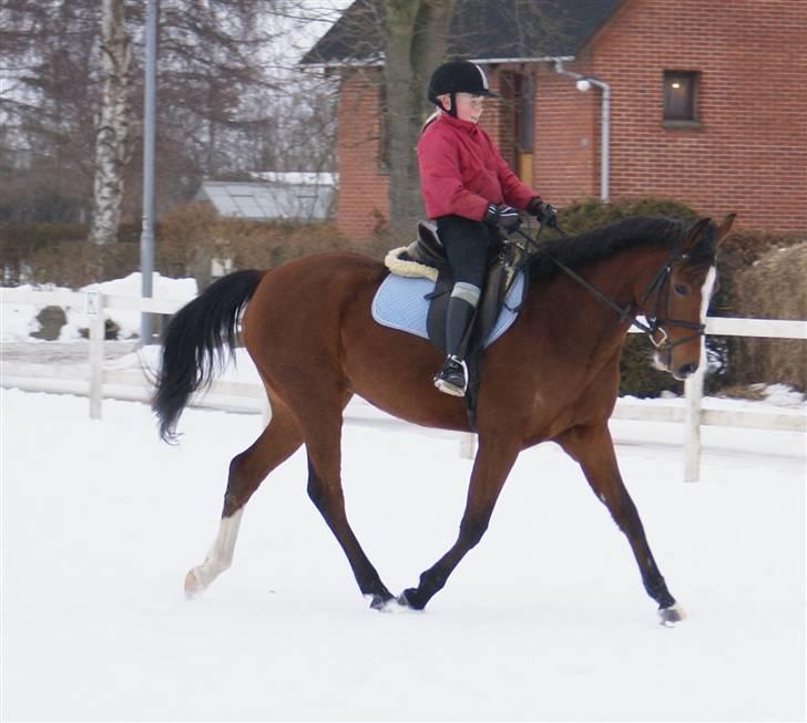 DSP Hedemands Tanita billede 6