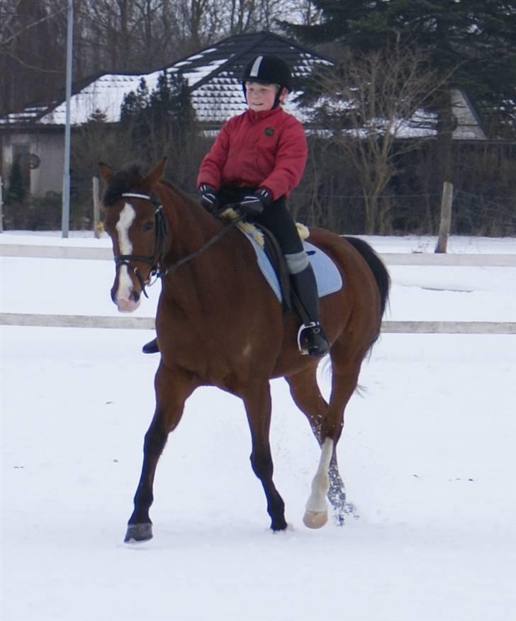 DSP Hedemands Tanita billede 7