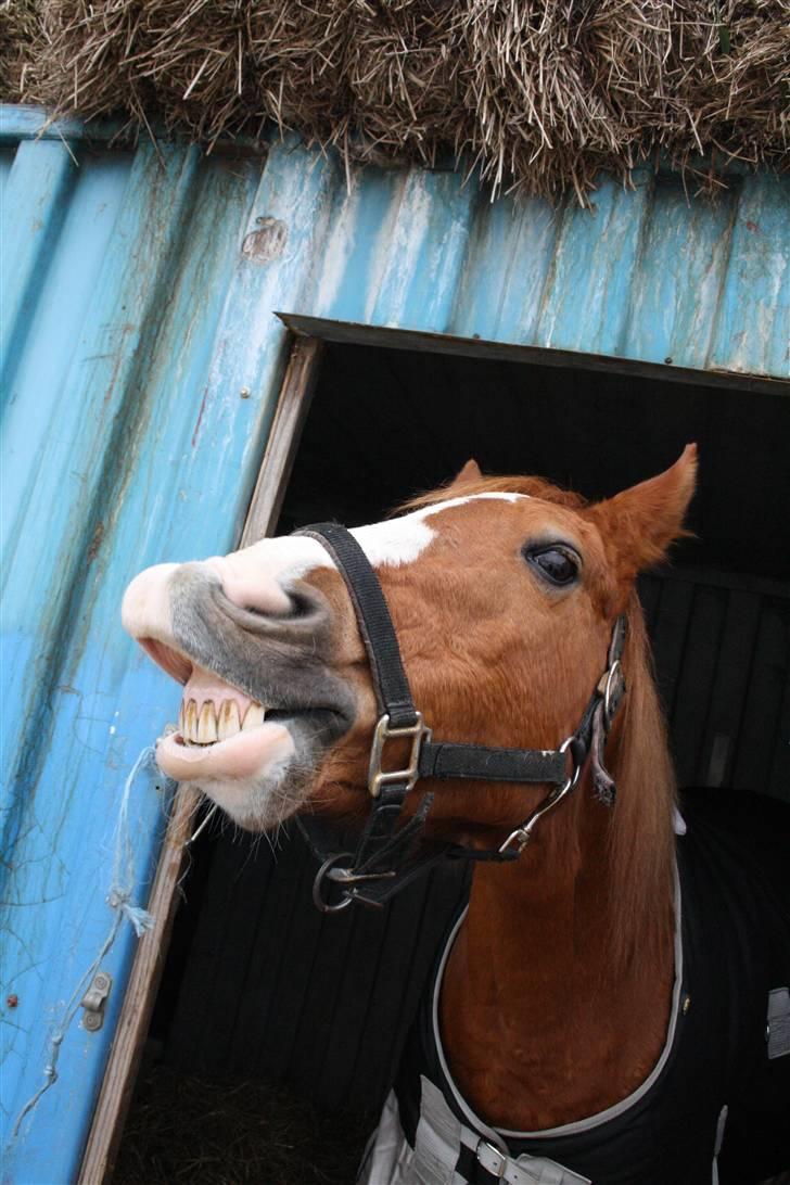 Hollandsk Sportspony Chantelle † miss you † - 7) iiiih (; trick Smile :) | Foto: ECS ( mig ) | billede 7