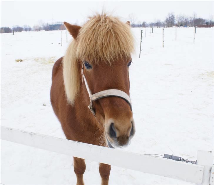 Islænder Gusa fra Tøndborg (solgt) billede 7
