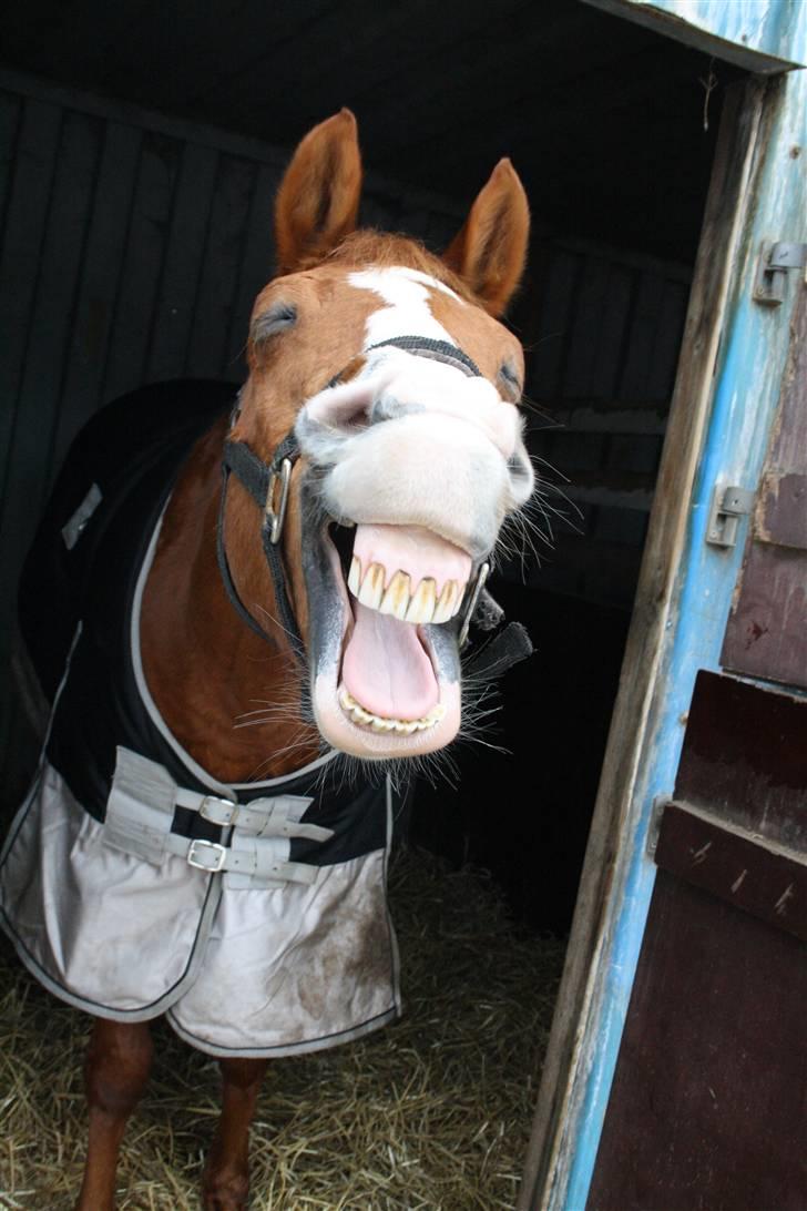 Hollandsk Sportspony Chantelle † miss you † - 9) Hah... Gaaab årh hvor er det trættende at ride en time (; | Foto: ECS ( mig ) | billede 9