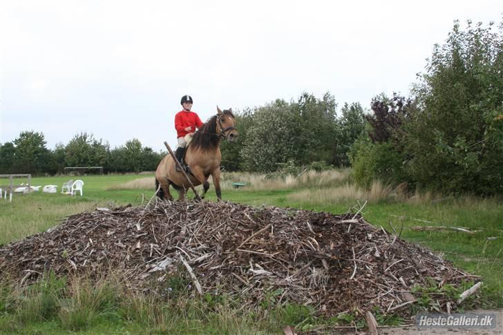 Anden særlig race Trøffel(solgt og savnet) - Billed fra tidligere ejer  billede 6