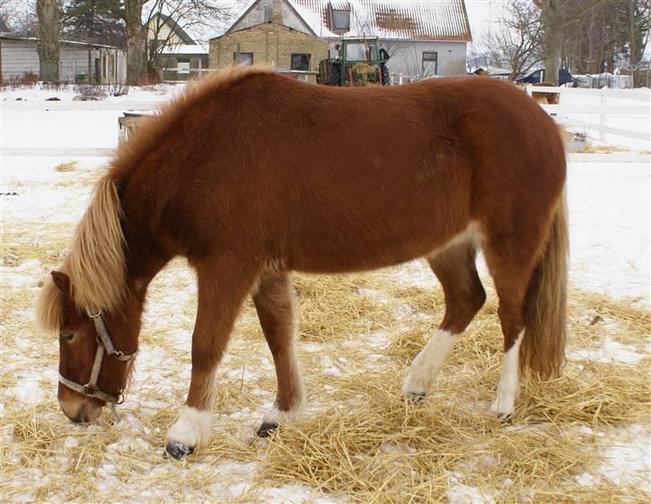 Islænder Gusa fra Tøndborg (solgt) billede 8
