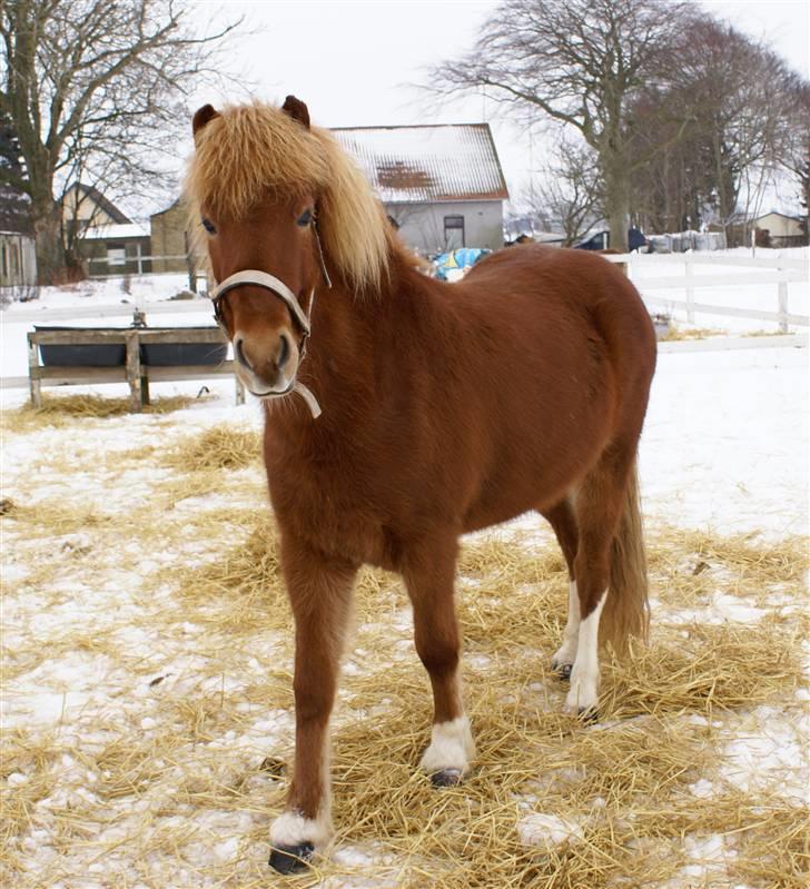 Islænder Gusa fra Tøndborg (solgt) billede 9