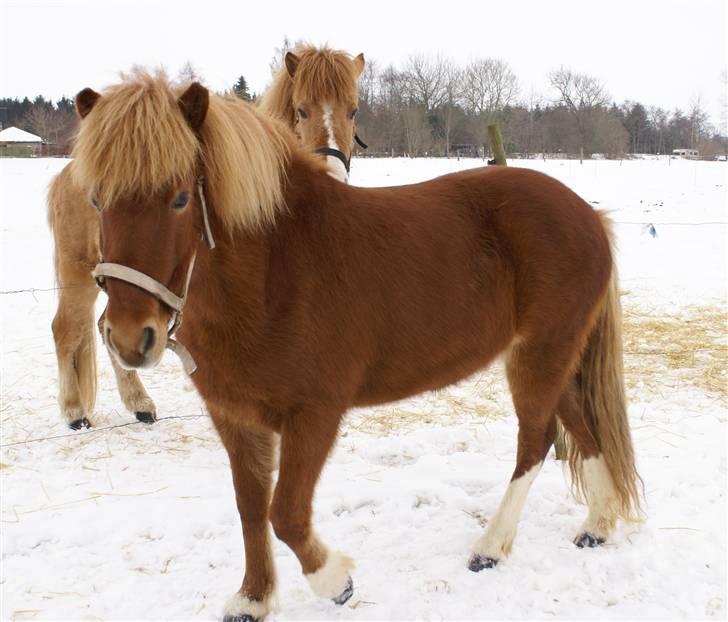 Islænder Gusa fra Tøndborg (solgt) billede 10