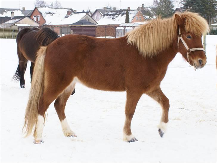Islænder Gusa fra Tøndborg (solgt) billede 11