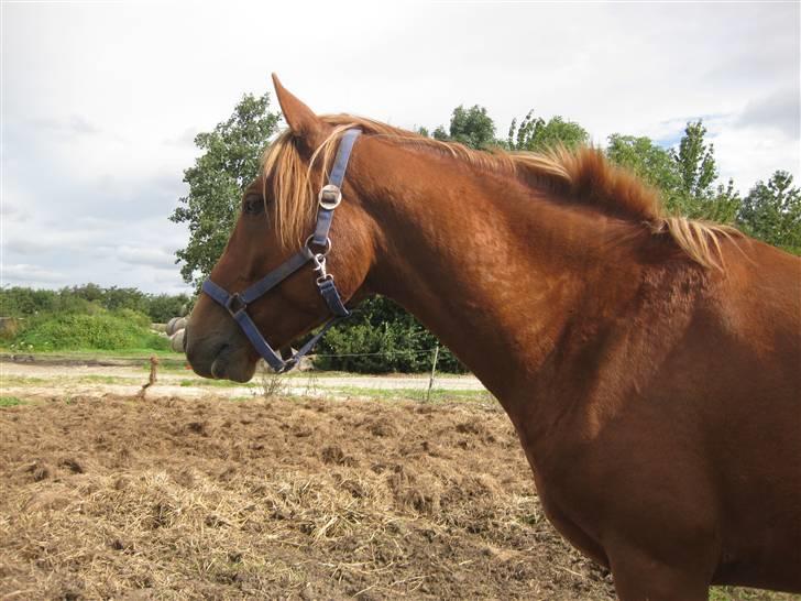 Anden særlig race Cozmo <333(Solgt):'( - HAM!!!<33 billede 1