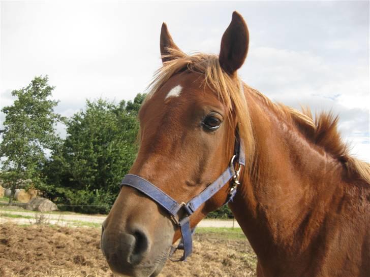 Anden særlig race Cozmo <333(Solgt):'( - <33 billede 2