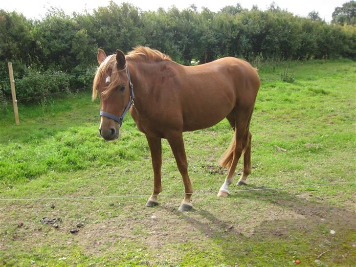 Anden særlig race Cozmo <333(Solgt):'( - I lOvE yOu!!!!! billede 3