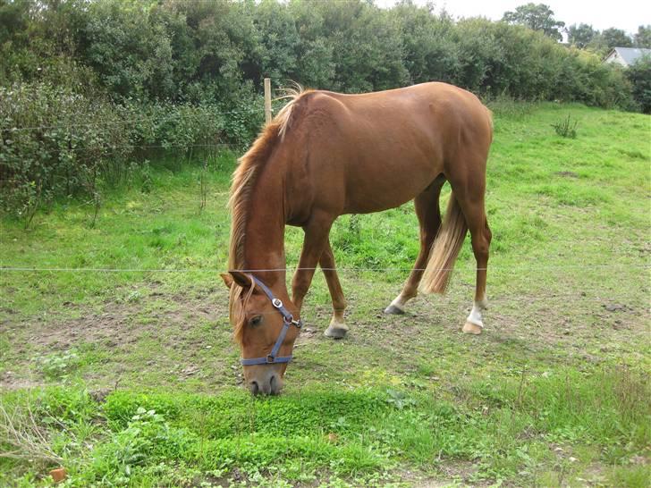 Anden særlig race Cozmo <333(Solgt):'( billede 5