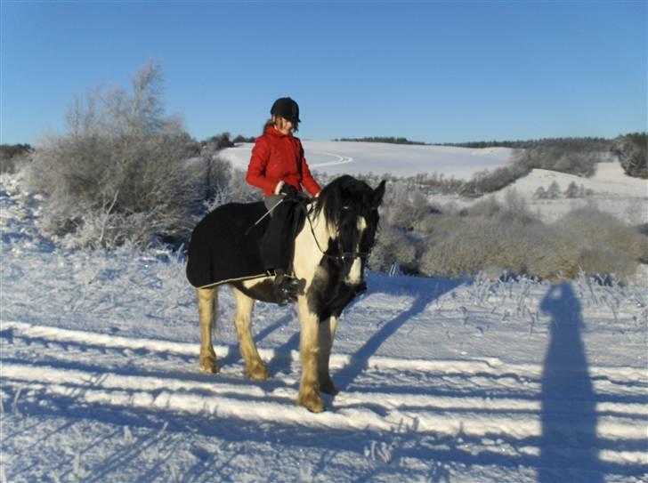 Irish Cob Max Millian . - vinter :)(: . billede 8