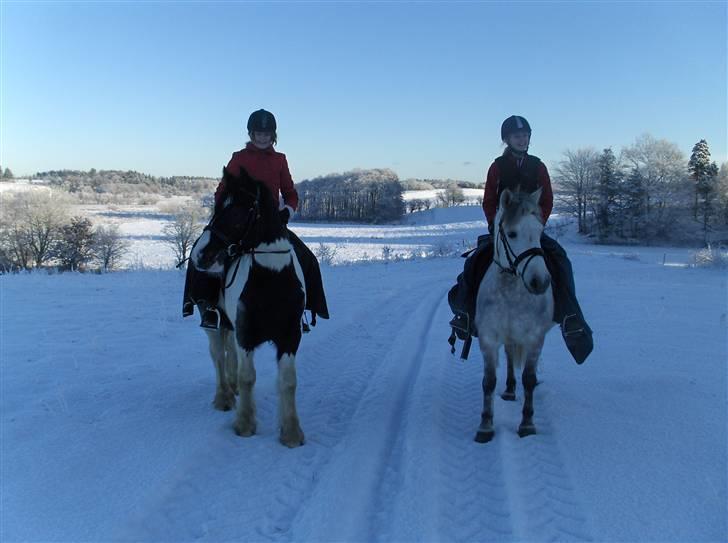 Irish Cob Max Millian . - tur MaxMillian og bill :)(: . billede 9