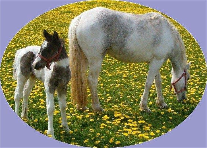 Irish Cob Max Millian . - maxmillian <´ 3 . billede 10