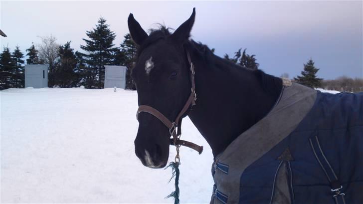 Holstener Landa ¤SOLGT¤ - En vinterhest <3 billede 12